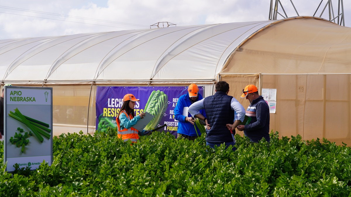 asistentes 2|ramiro arnedo lechiga|jesus vayano con apios|Brocoli templario